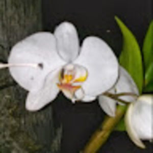 Meet your Posher, Abdul